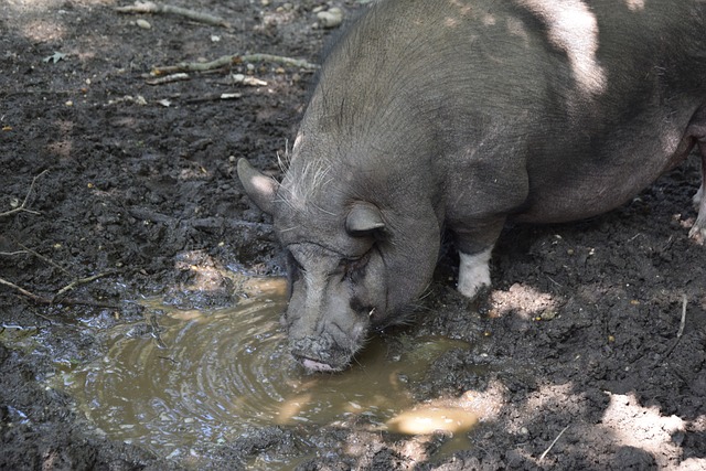 如果杜兰特 如果杜兰特